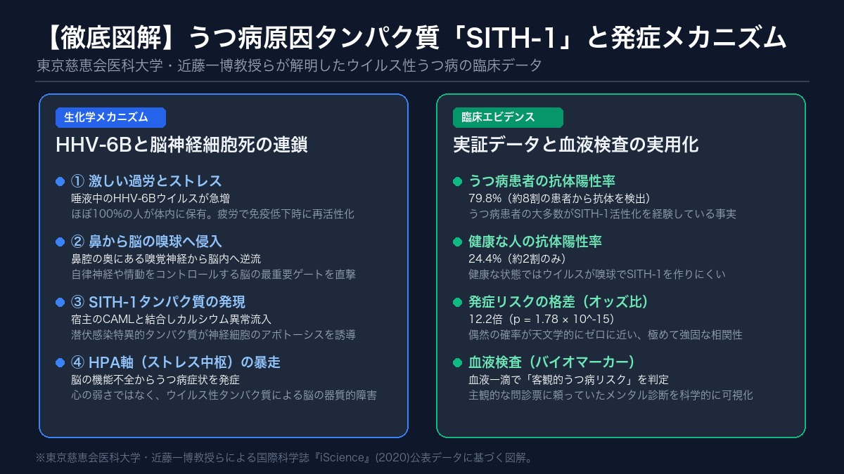 【徹底比較図解】うつ病原因タンパク質SITH-1の発症メカニズムと患者79.8%陽性の臨床データ